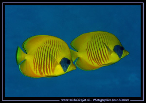 A couple of Butterfly fishes in the waters of the Red Sea... by Michel Lonfat 